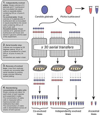 Co-evolution as Tool for Diversifying Flavor and Aroma Profiles of Wines